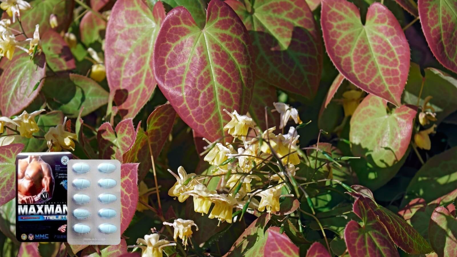 Epimedium Saggitatum có trong viên uống hỗ trợ cương dương Maxman